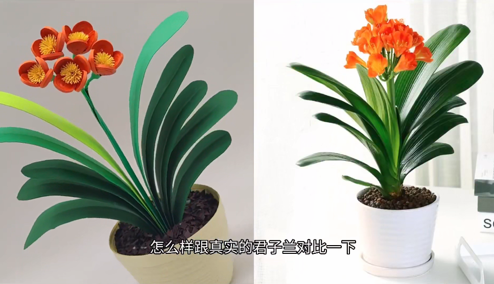 立体衍纸君子兰